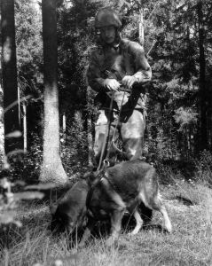 Myös koiria koulutettiin miinojen etsintään ja paikantamiseen. Koiran ohjaajalla on yllään maastopuku m/62 ja aseenaan rynnäkkökivääri 62. Kuva on otettu Korialla vuonna 1975.